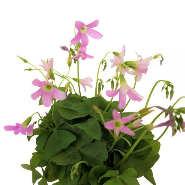 Oxalis Mic -Trifoi floare roz - imagine 2