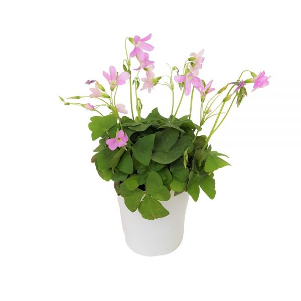 Oxalis Mic -Trifoi floare roz