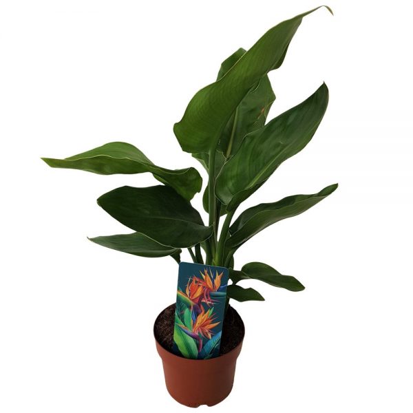 Strelitzia reginae green