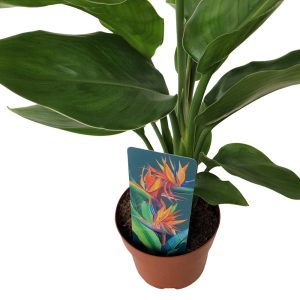 Strelitzia reginae green