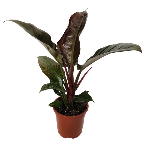 Philodendron Imperial-red