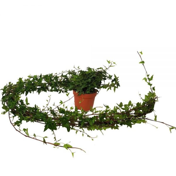 Hedera standard