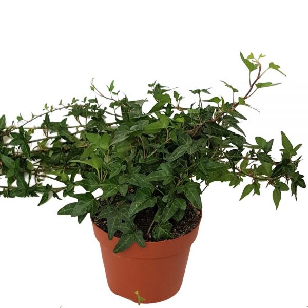 Hedera standard