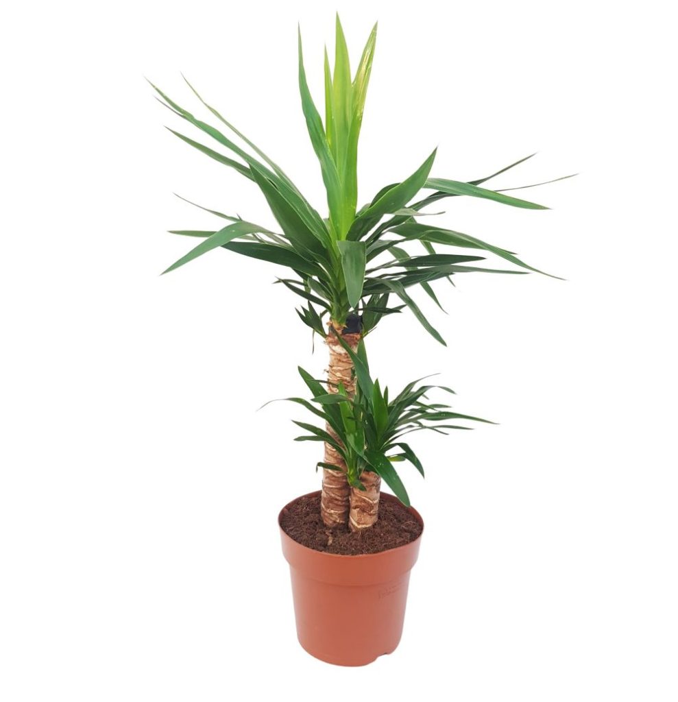 Yucca 2 Tulpini D 21