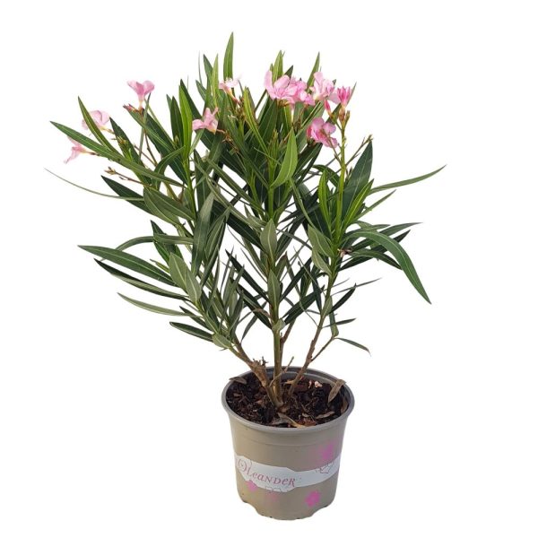 Leandru diverse culori 50 cm
