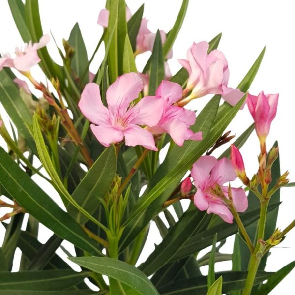 Leandru diverse culori 50 cm