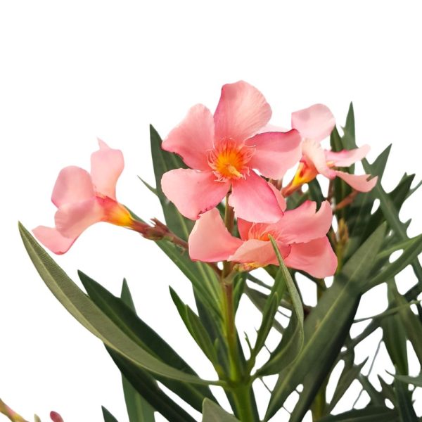 Leandru diverse culori 50 cm