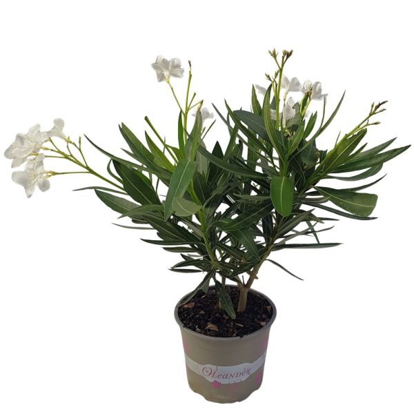 Leandru diverse culori 50 cm