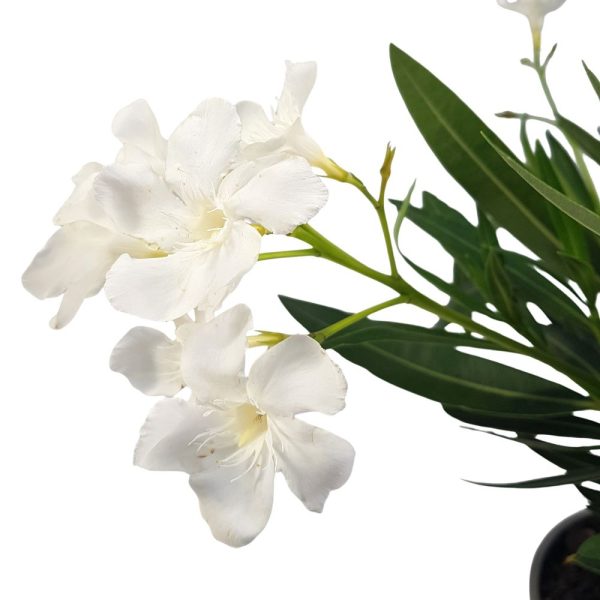 Leandru diverse culori 50 cm