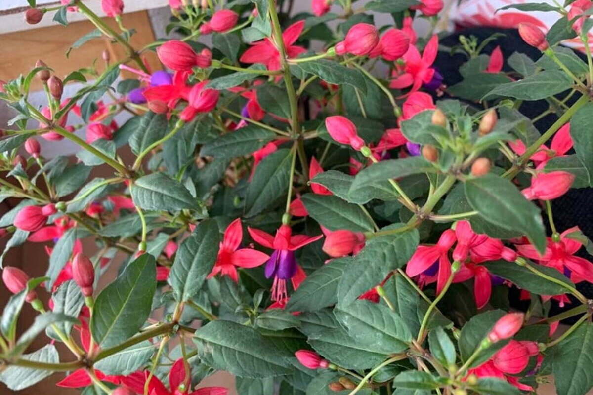 conditii si mediu de ingrijire pentru Fuchsia
