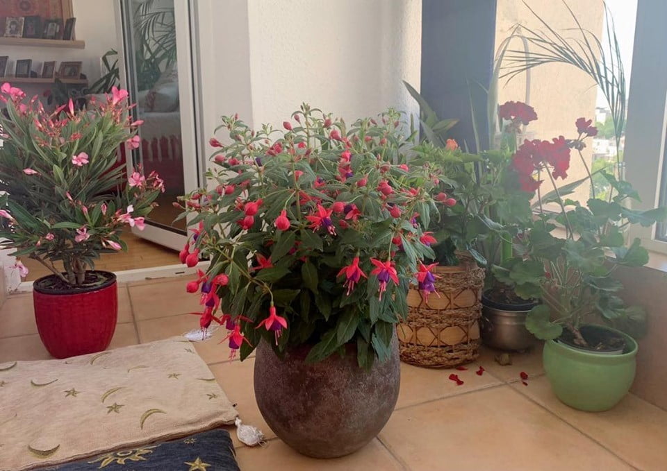 fuchsia cercelus -1