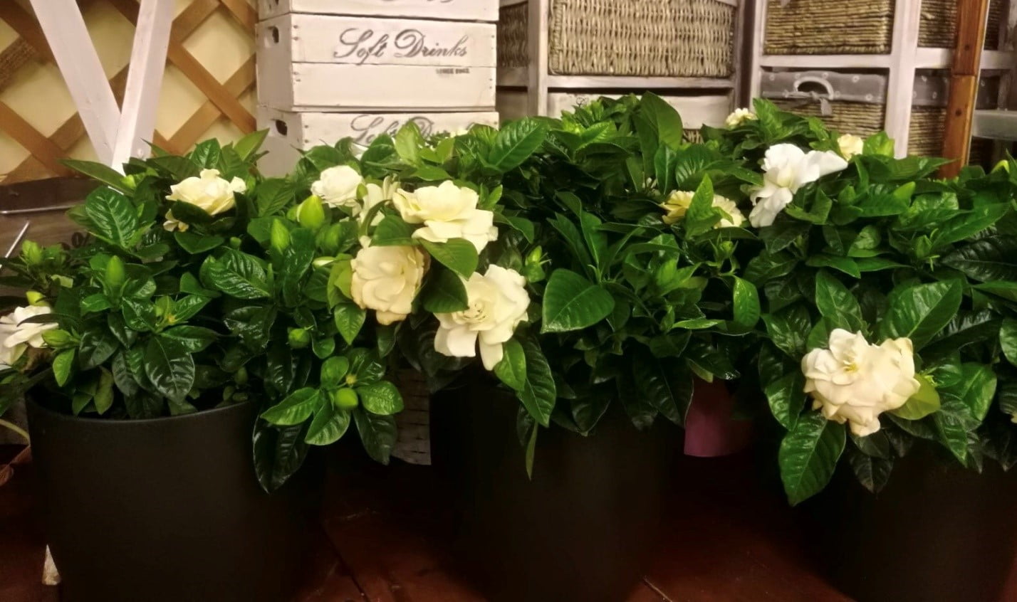 gardenia jasminoides 1