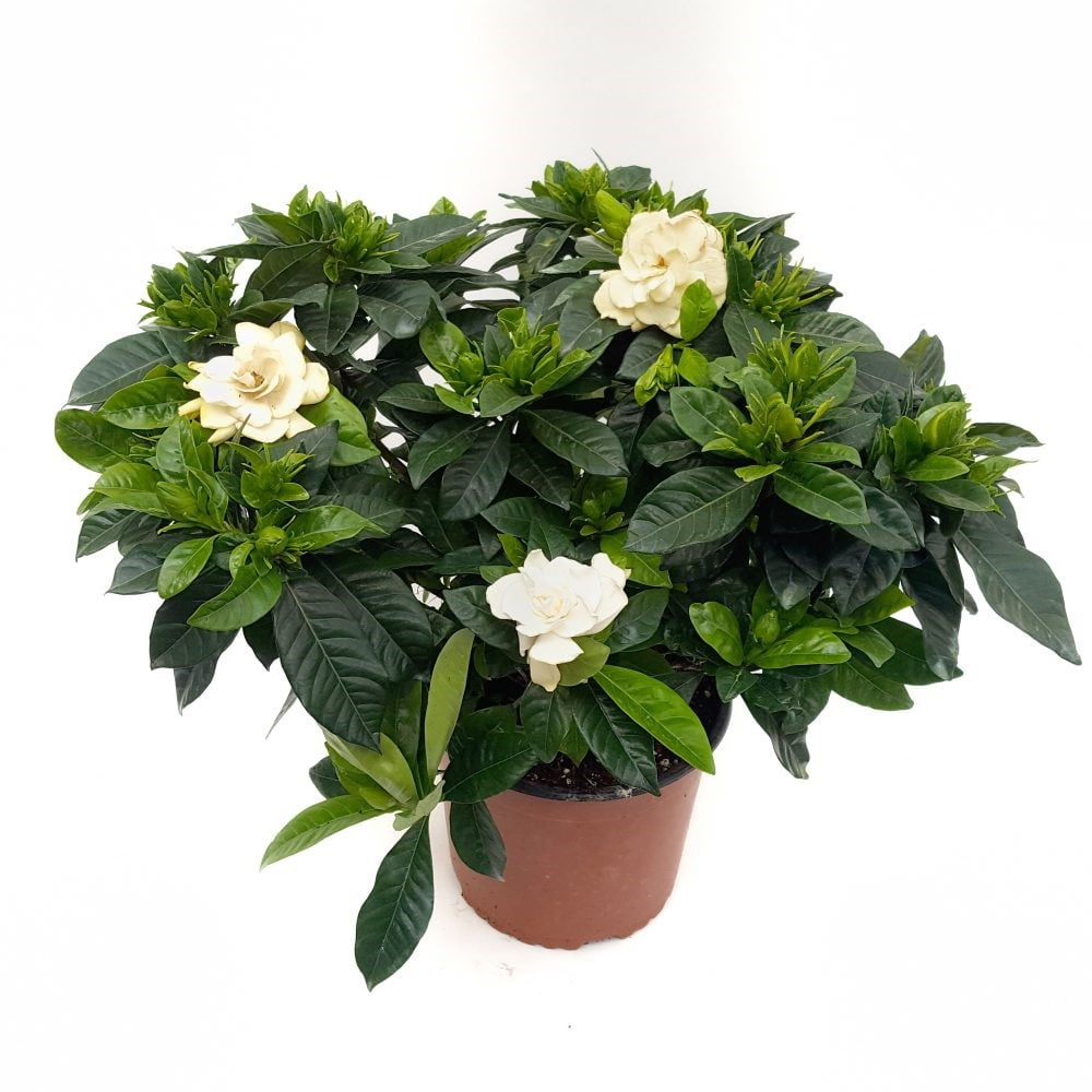 gardenia jasminoides 2