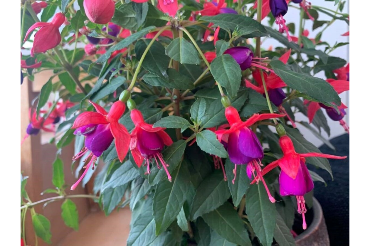 recomandari de ingrijire Fuchsia