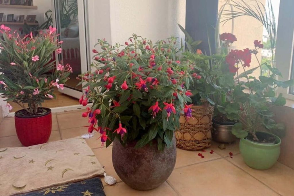 totul despre Fuchsia (Cercelus)