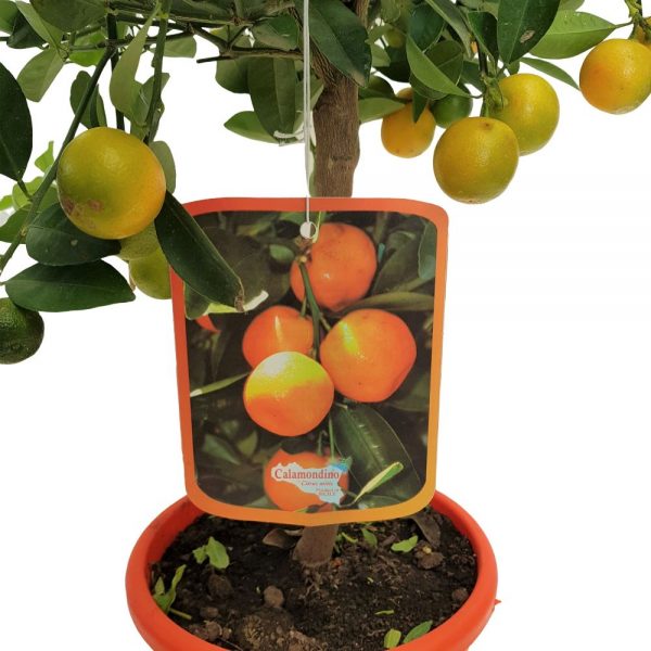 Citrus Mitis Calamondino - imagine 2
