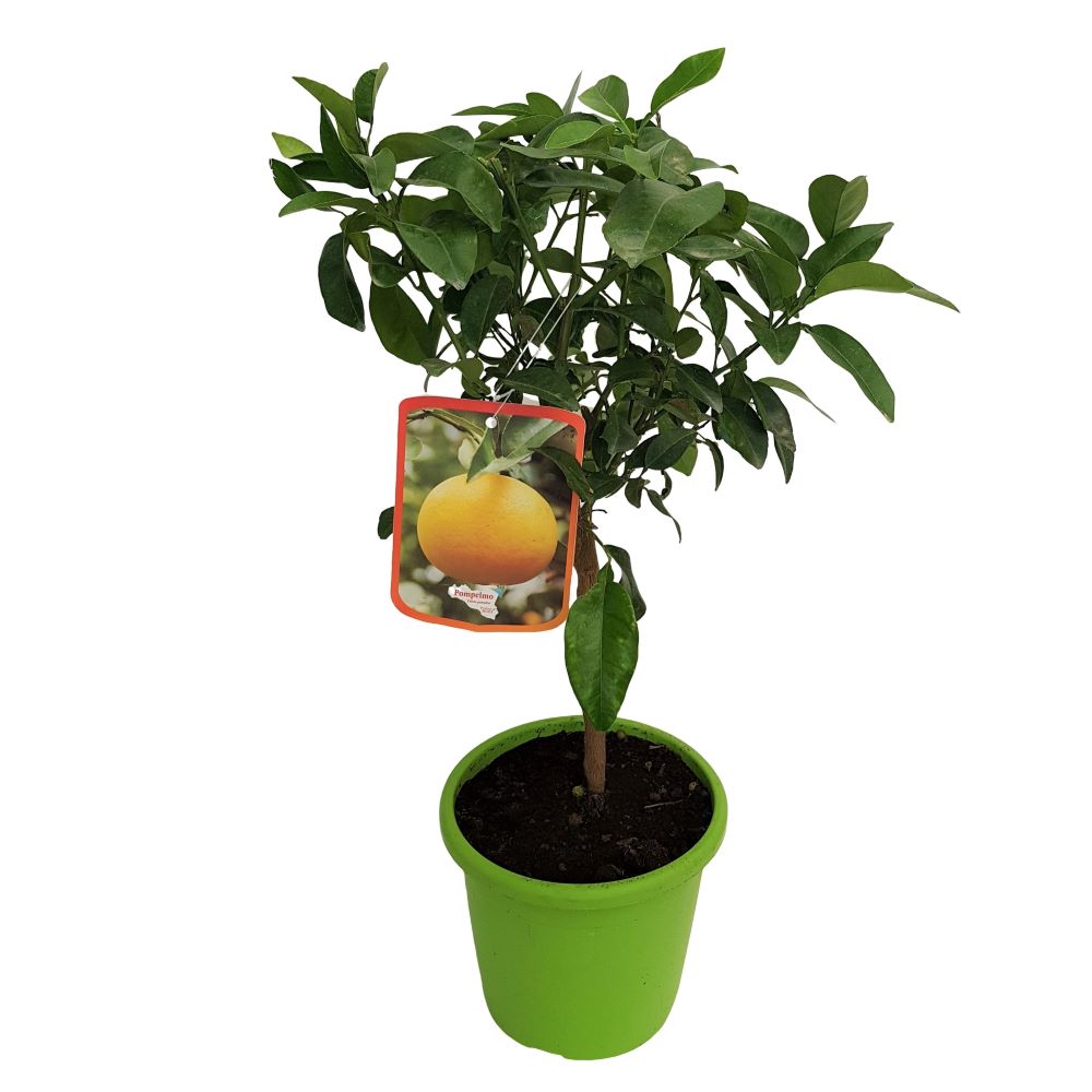 Citrus Paradisi Pompelmo