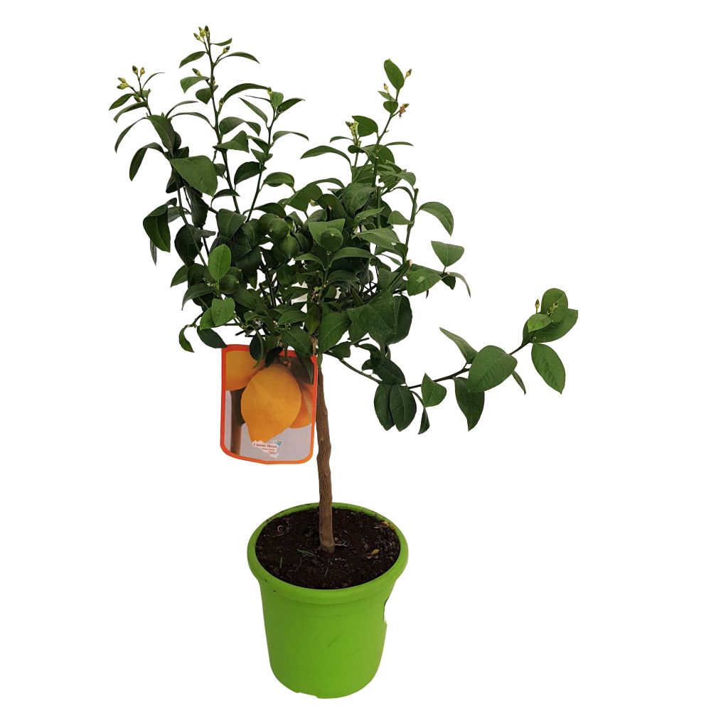 Citrus Limon Limone Meyer
