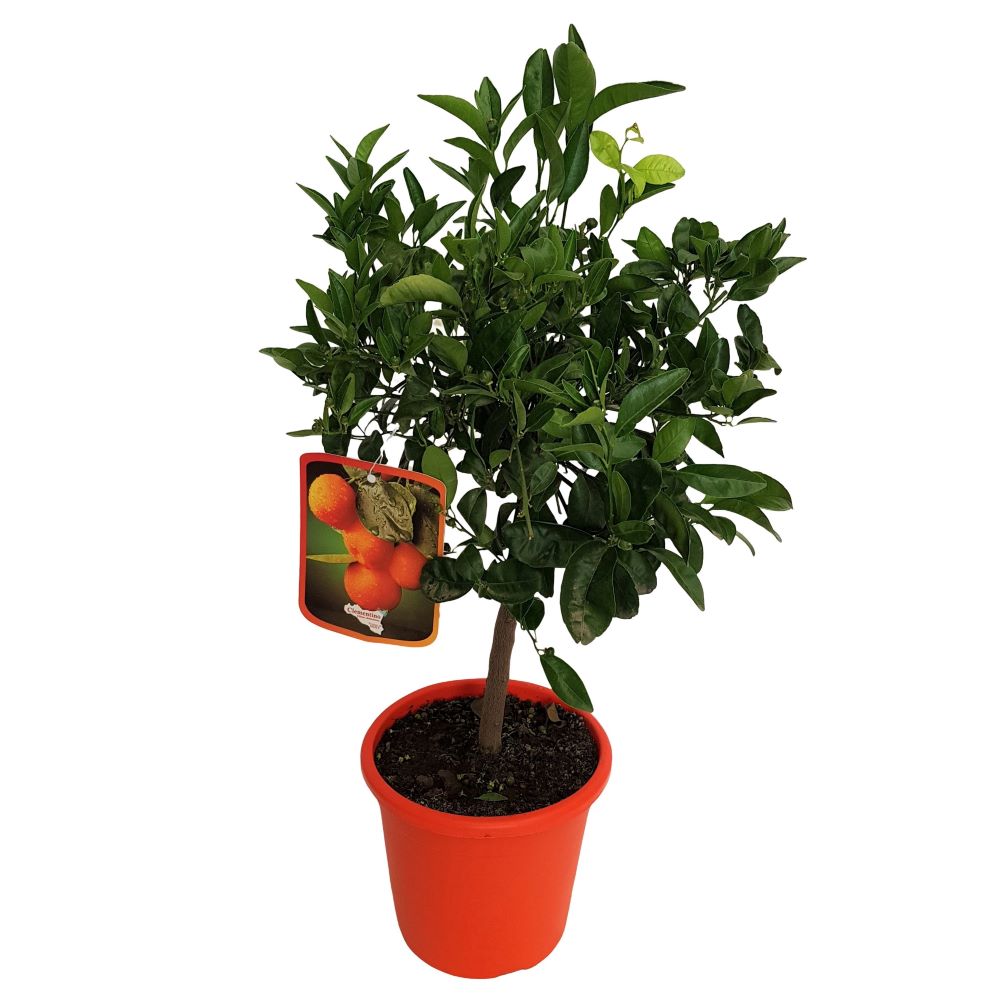 Citrus Clementina Clementino