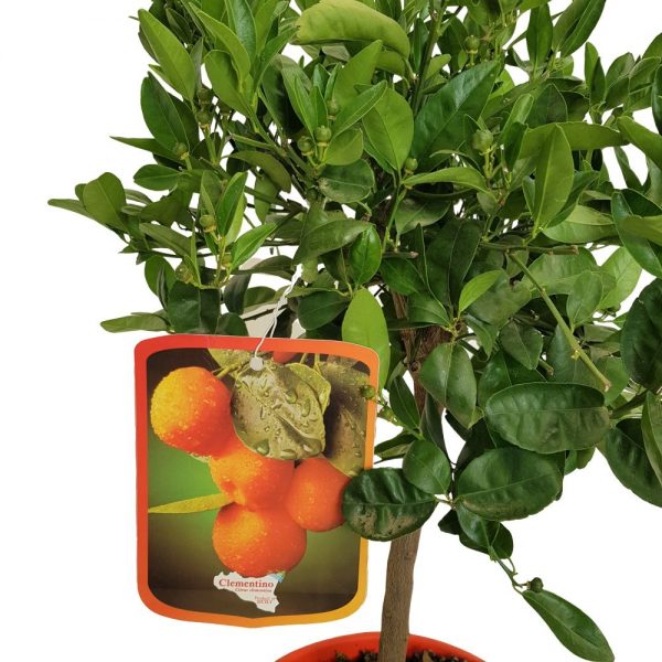 Citrus Clementina Clementino