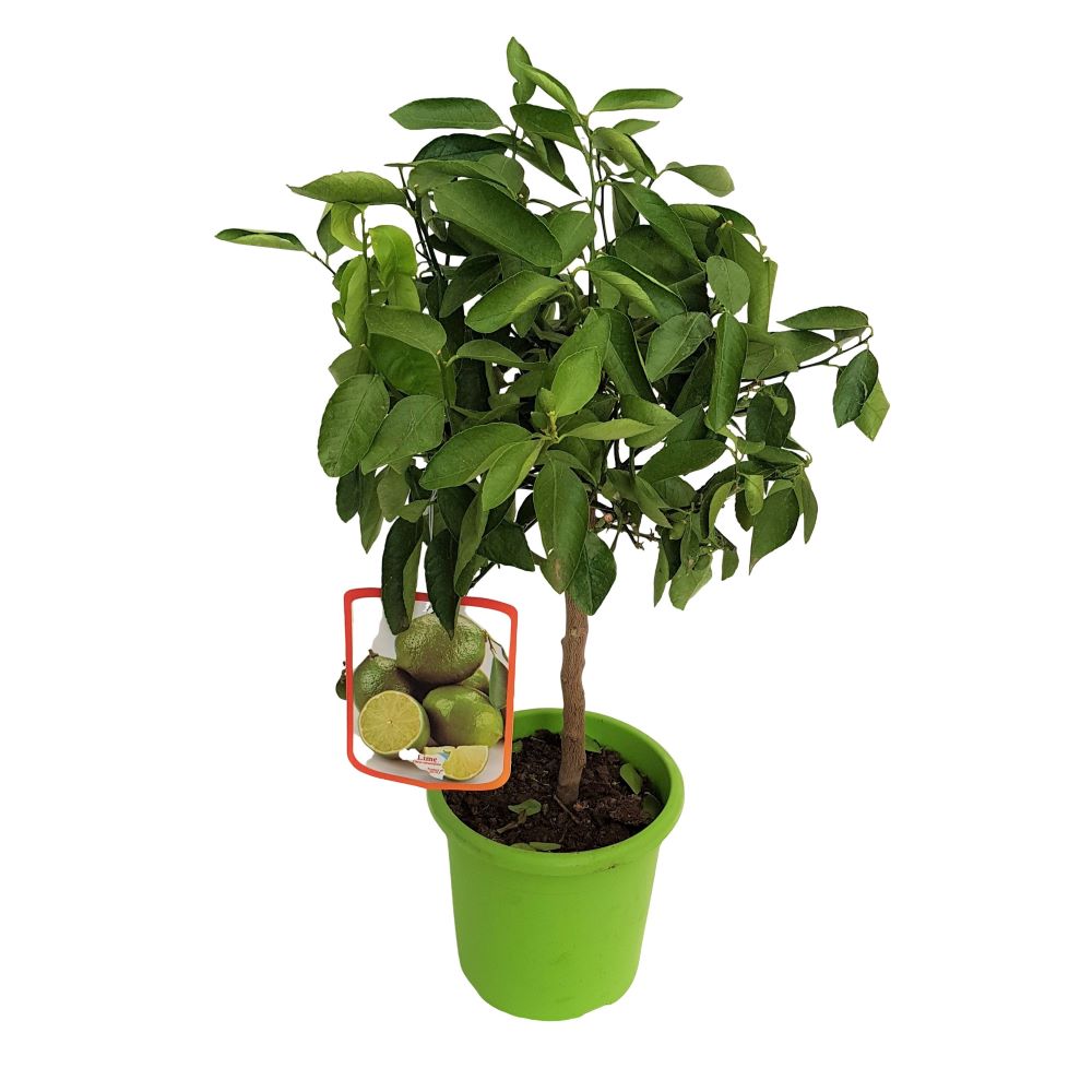 Citrus Aurantifolia Lime