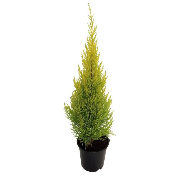 Cupressus Goldcrest Wilma D 17 - imagine 1