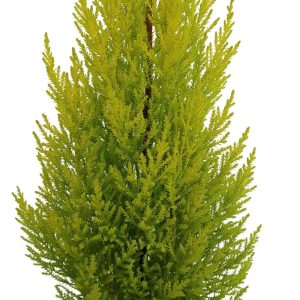 Cupressus Goldcrest Wilma D 17 - imagine 2