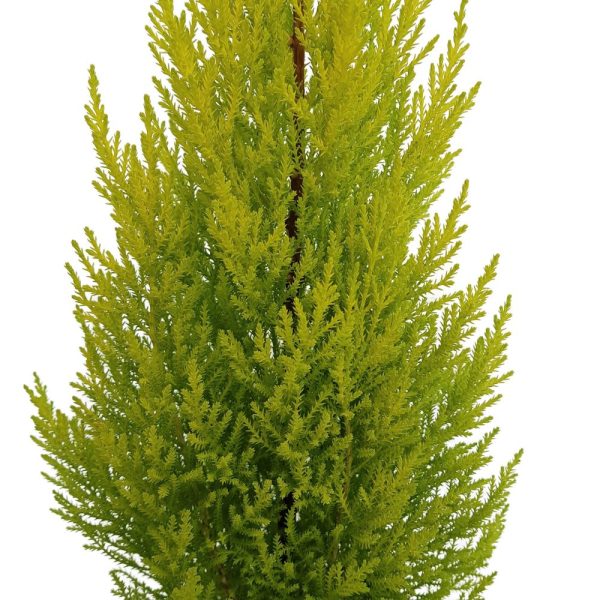 Cupressus Goldcrest Wilma D 17 - imagine 2