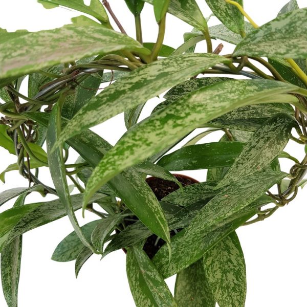 Hoya carnosa pe arc