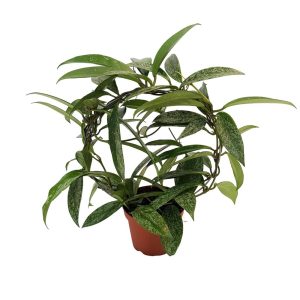 Hoya carnosa pe arc