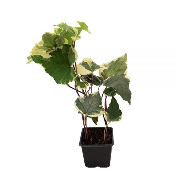 Hedera mica Gloire de Marengo