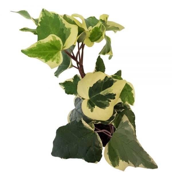 Hedera mica Gloire de Marengo