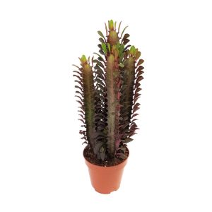 Euphorbia Rubra cactus, suculenta columnara cu tulpini rosiatice in ghiveci teracota