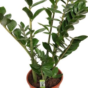 Zamioculcas D 27 H110 - ZZ PLANT - Planta eterna - imagine 2