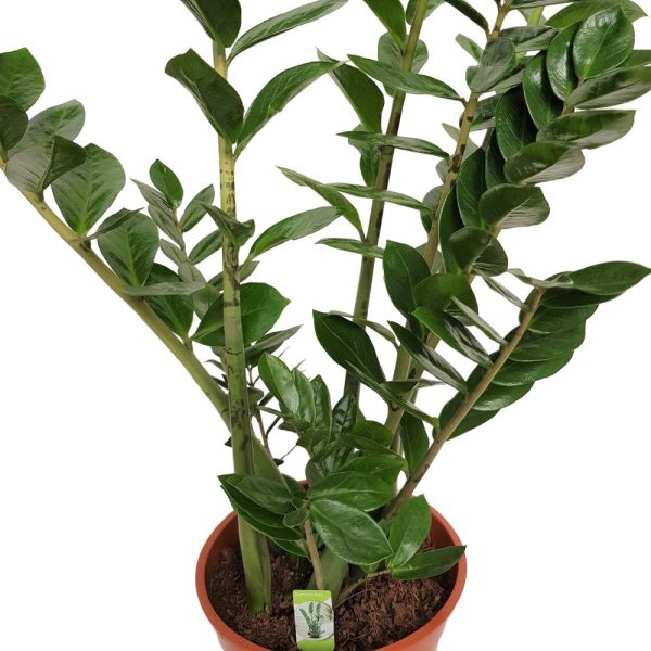 Zamioculcas D 27 H110 - ZZ PLANT - Planta eterna - imagine 2