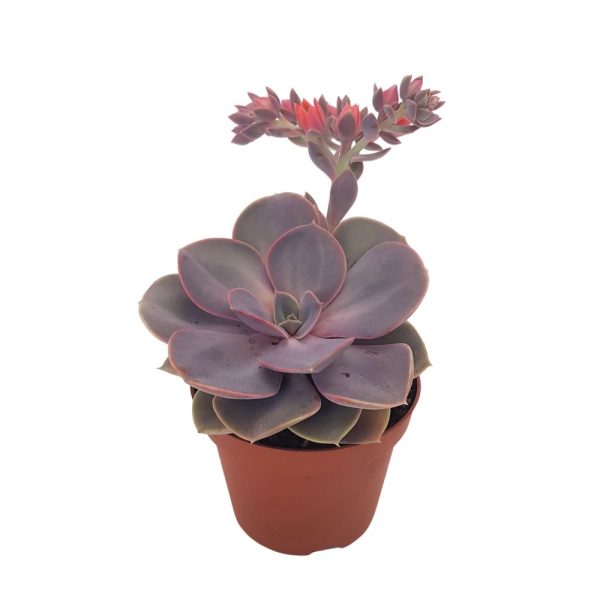 Echeveria dondo standard cu floare