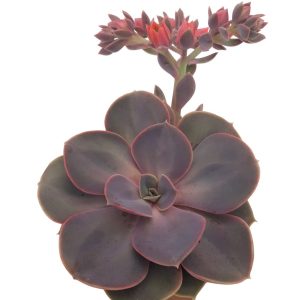 Echeveria dondo standard  cu floare - imagine 2