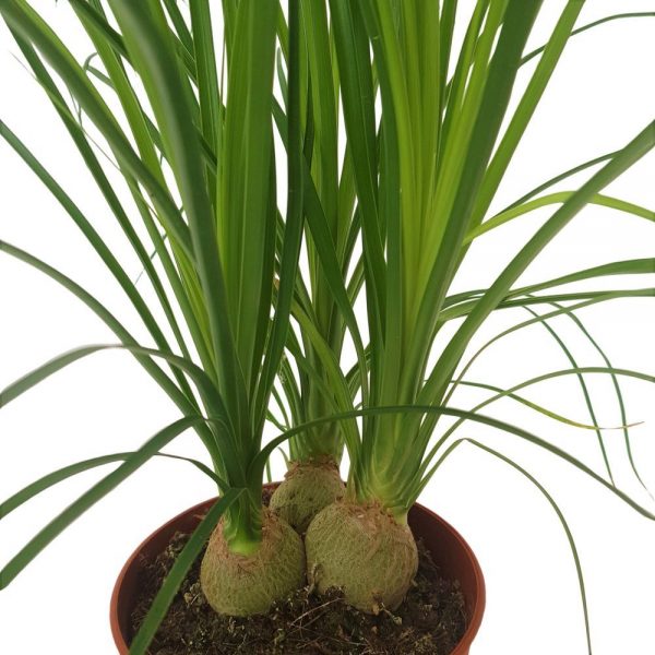 Nolina recurvata