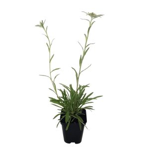 Leontopodium - Floare de colt