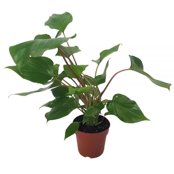 Homalomena Maggy
