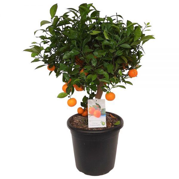 Calamondin pe picior Premium