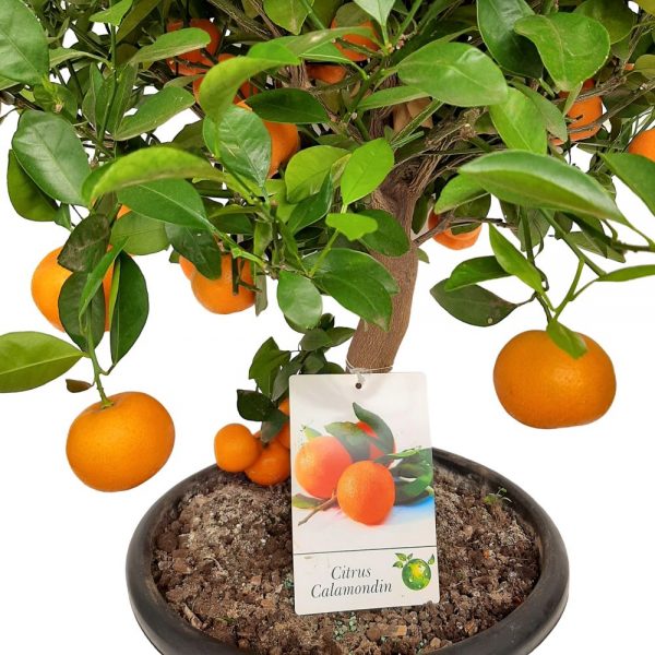 Calamondin pe picior Premium - imagine 2