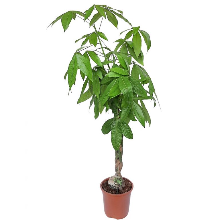 Pachira Aquatica D 27