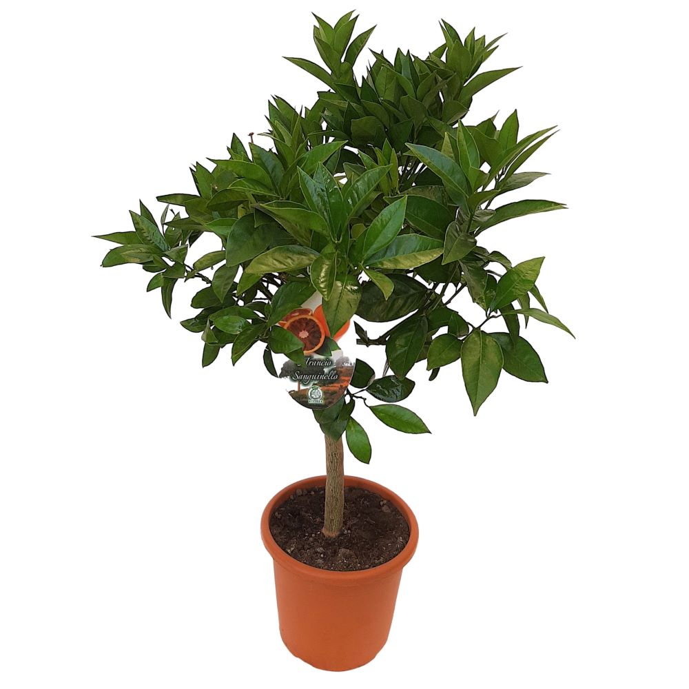 Citrus Sinensis Arancio Sanguinella