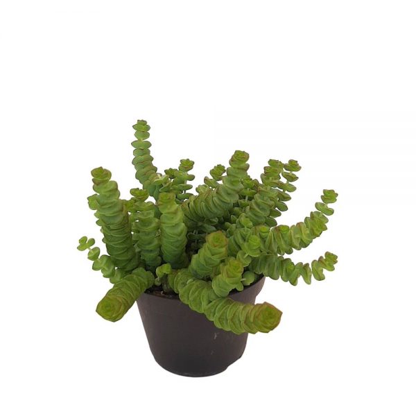 Crassula Marnieriana