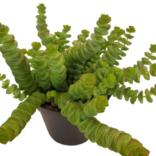 Crassula Marnieriana - imagine 2