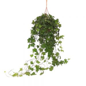 Hedera la bol