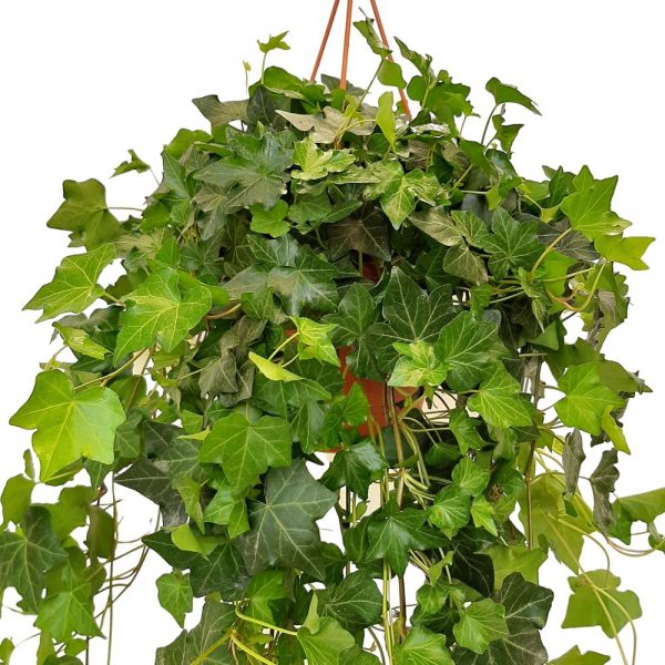 Hedera la bol - imagine 2
