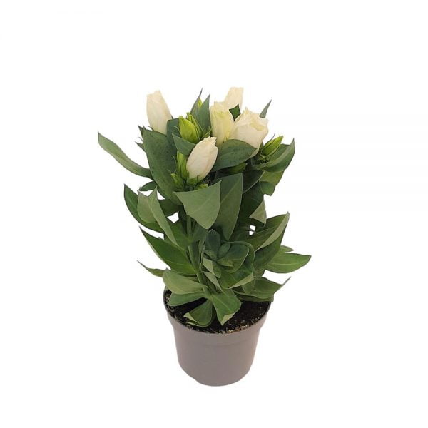 Eustoma standard