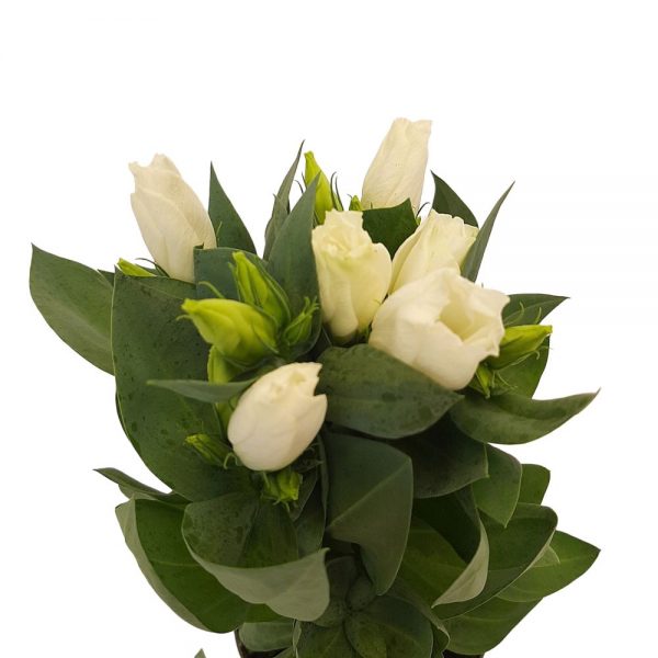 Eustoma standard